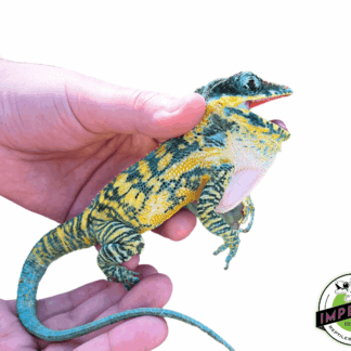 Baby Blue Beauty Knight Anole (Anolis equestris potior)