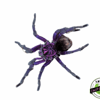 Esmeraldas Birdeater Tarantula (Pamphobeteus sp. Esmeraldas)