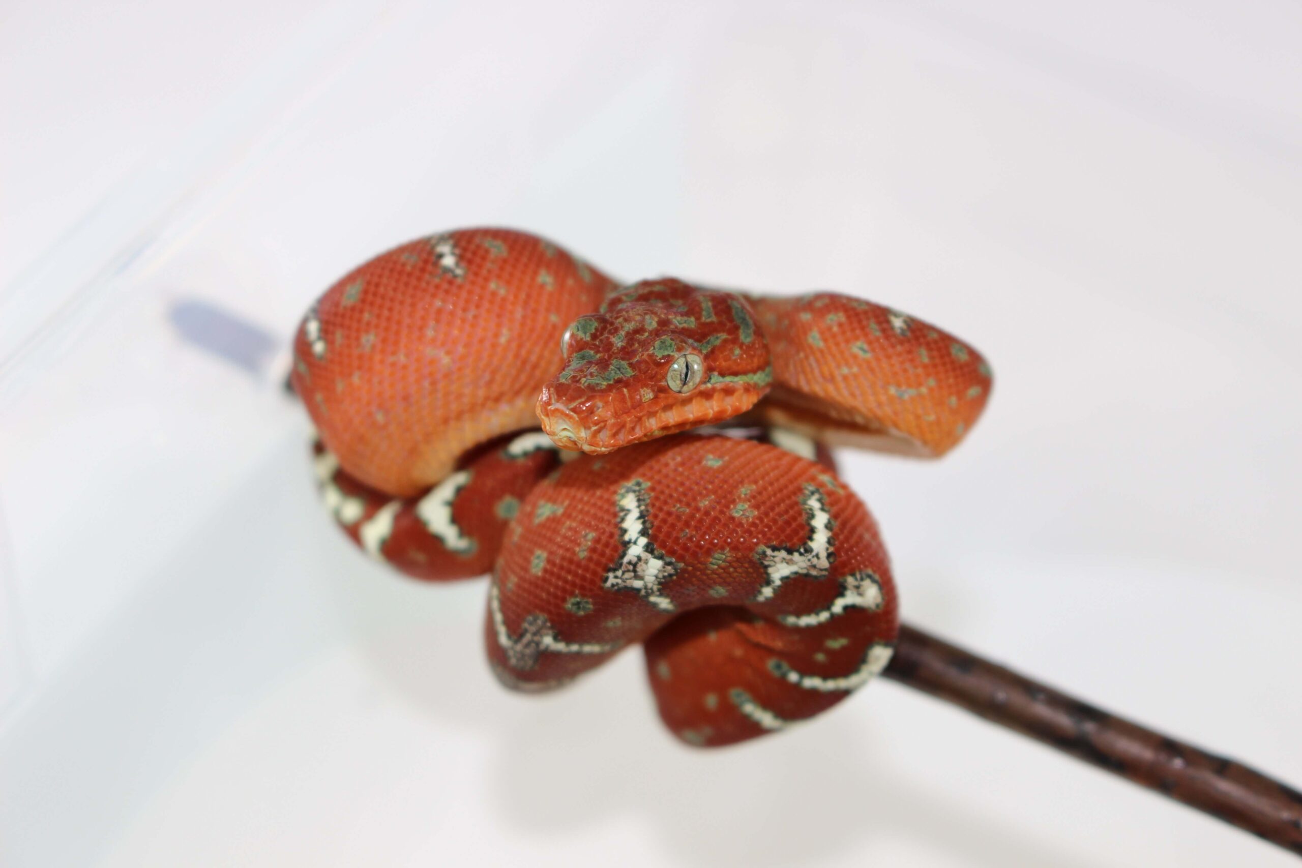 Northern Emerald Tree Boa Baby - Image 2