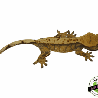 Extreme Harlequin Crested Gecko Adult Female