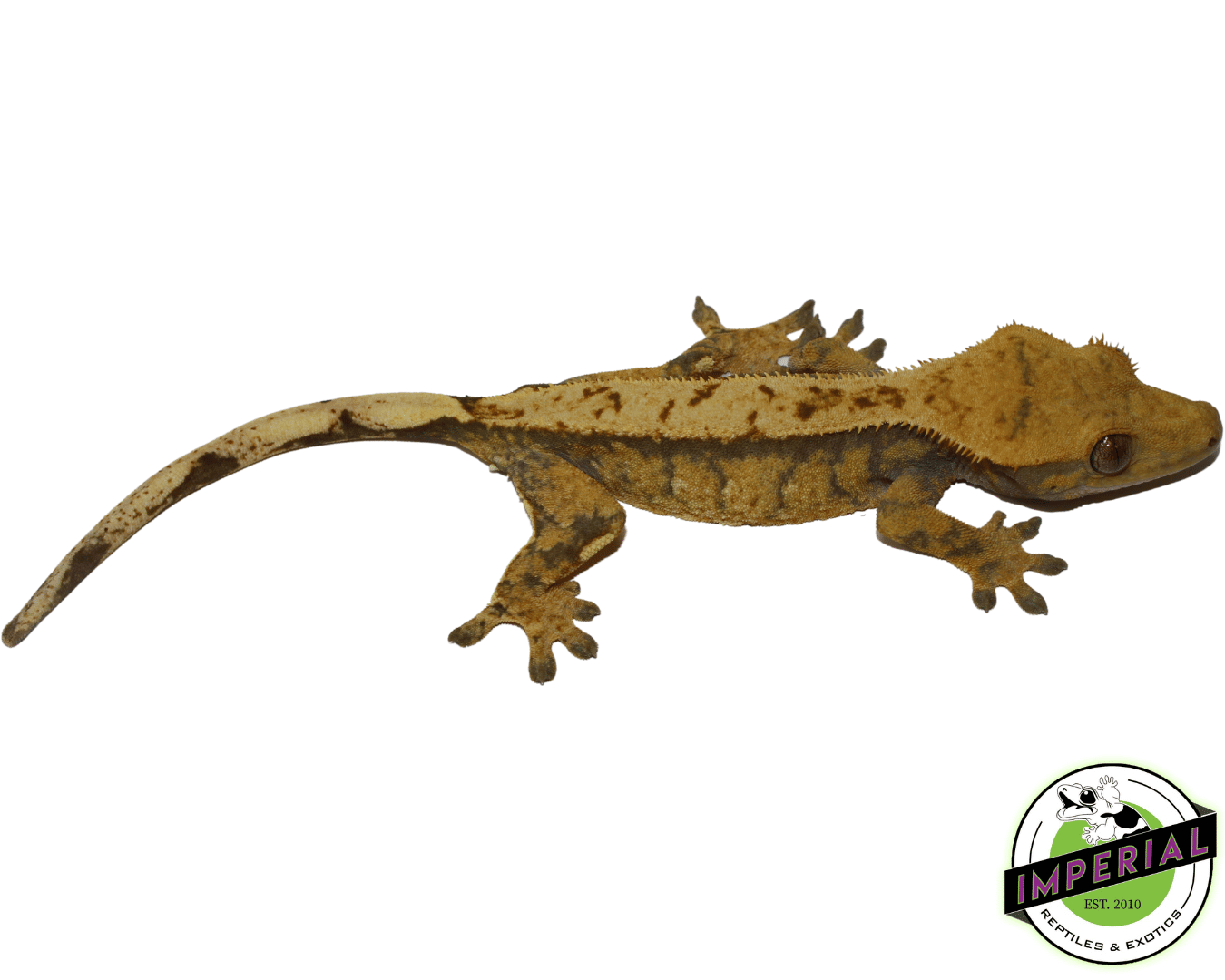 Extreme Harlequin Crested Gecko Adult Female