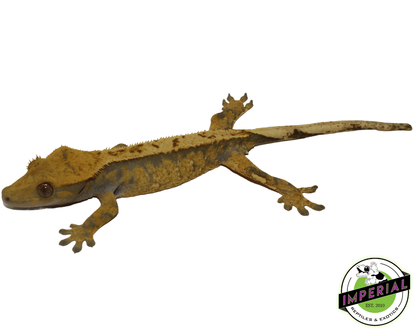 Extreme Harlequin Crested Gecko Adult Female - Image 2