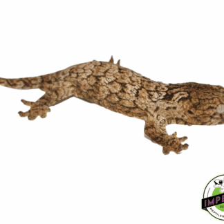 High Color GTx Island Leachianus Juvenile