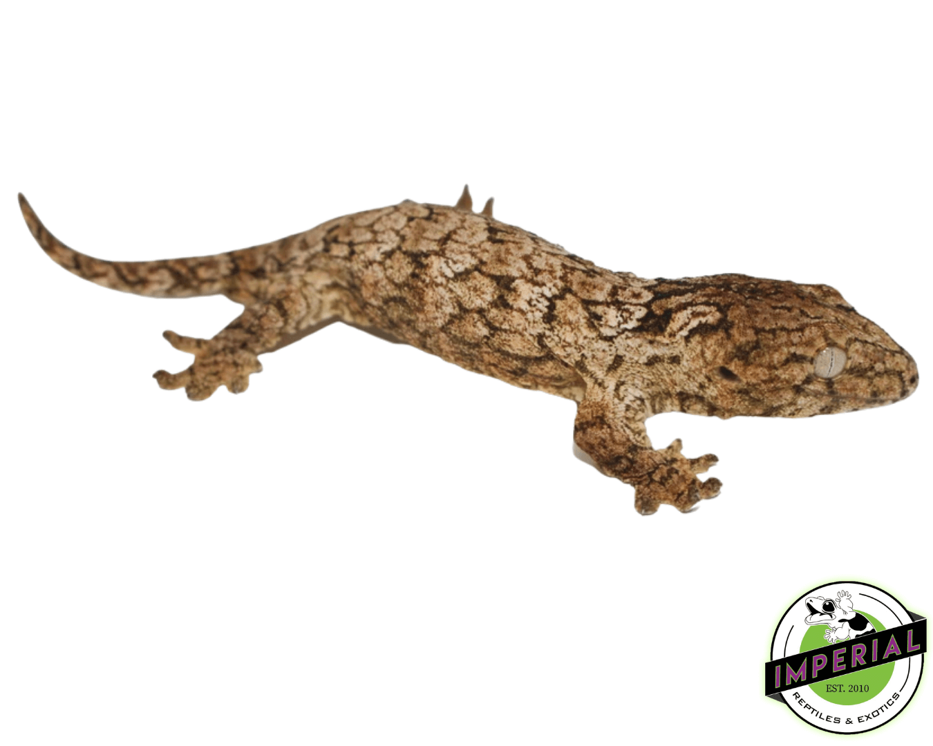 High Color GTx Island Leachianus Juvenile