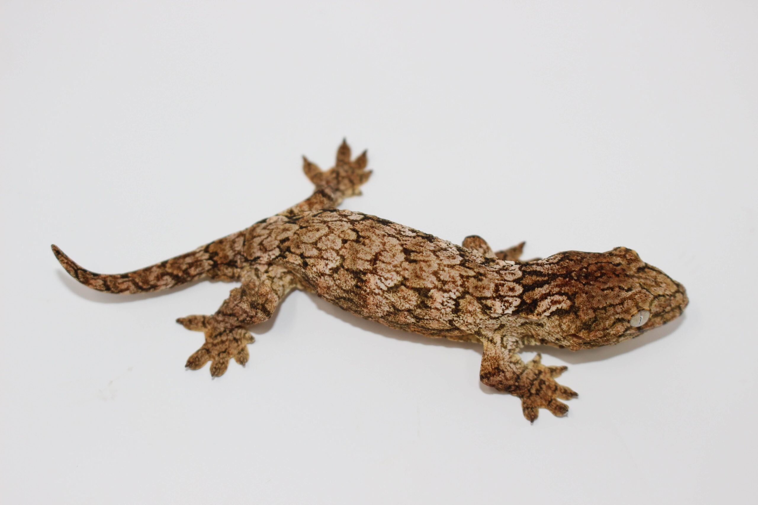 High Color GTx Island Leachianus Juvenile - Image 2