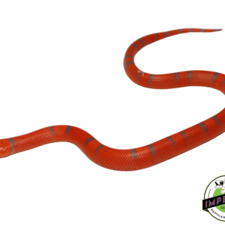 Extreme Hypo Honduran Milksnake