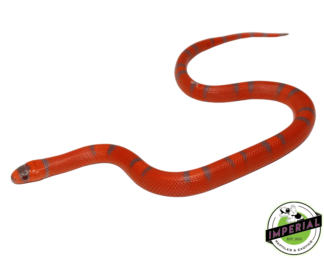 Extreme Hypo Honduran Milksnake