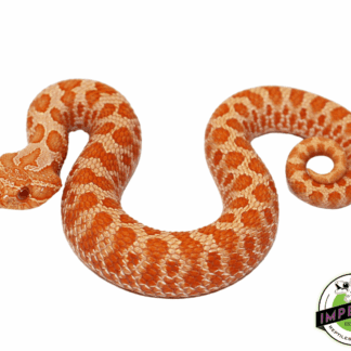 Red Albino Western Hognose Baby