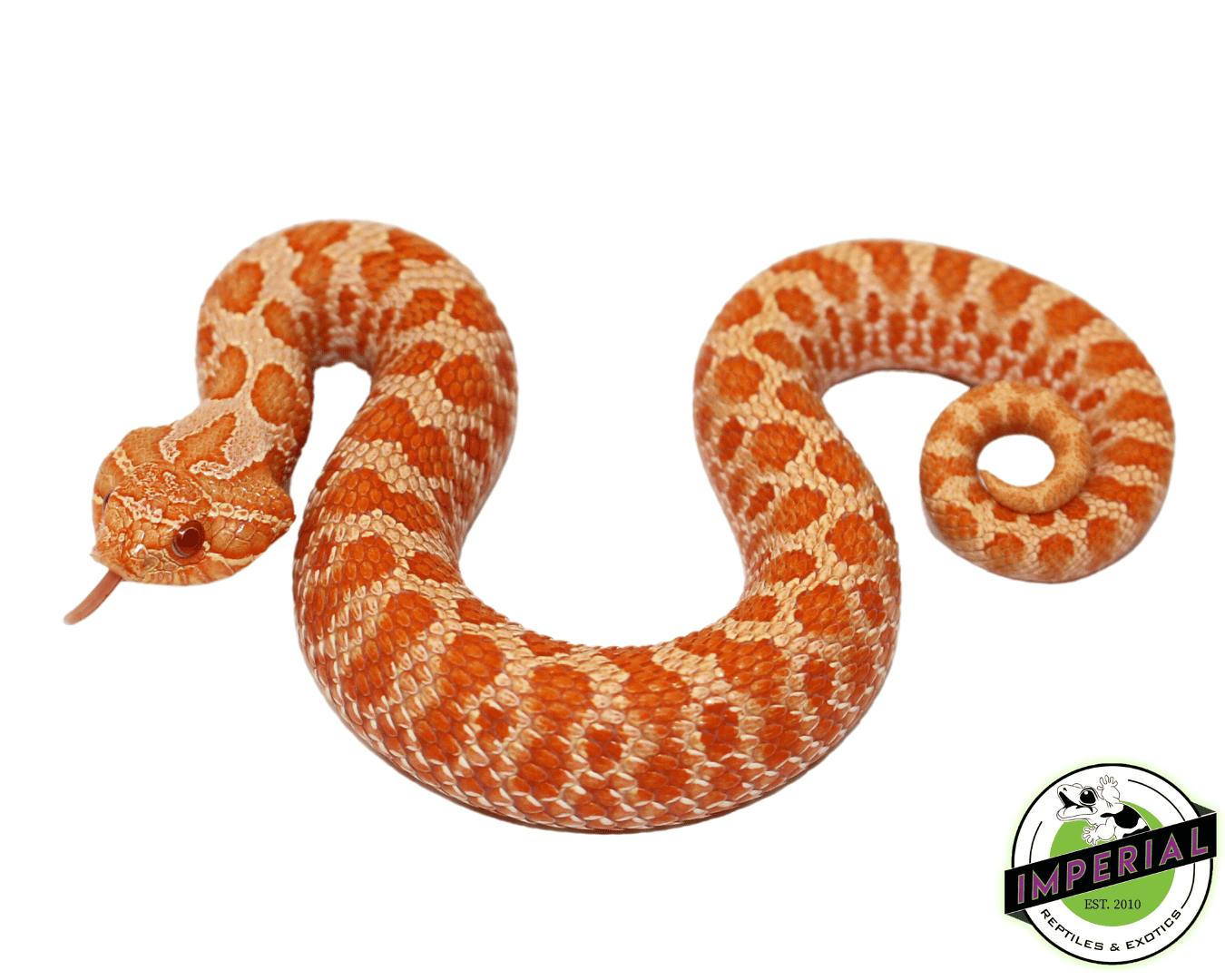 Red Albino Western Hognose Baby