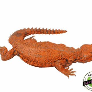 Extreme Red Nigerian Uromastyx Male