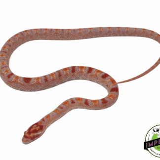 Albino Extreme Reverse Okeetee Corn Snake Baby