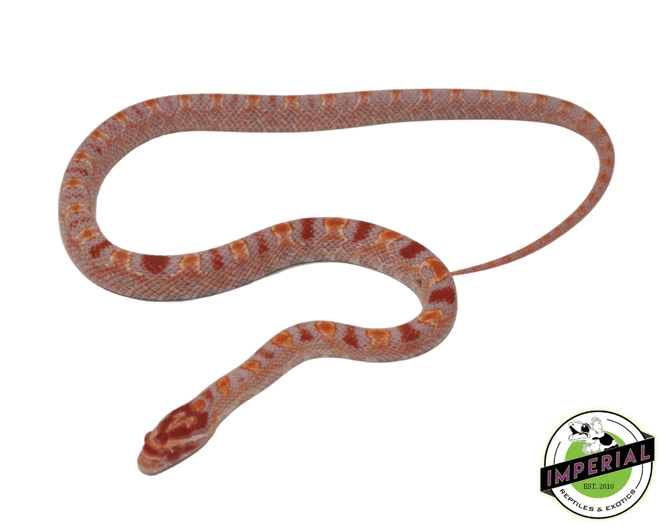 Albino Extreme Reverse Okeetee Corn Snake Baby