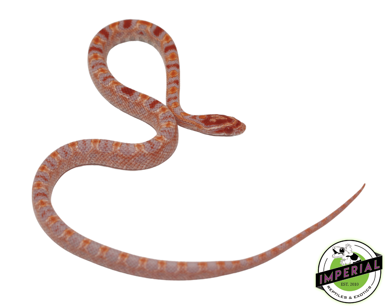 Albino Extreme Reverse Okeetee Corn Snake Baby - Image 2