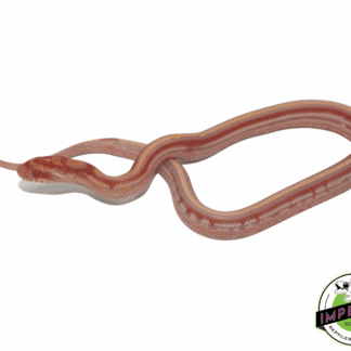 Extreme Reverse Okeetee Tessera Corn Snake