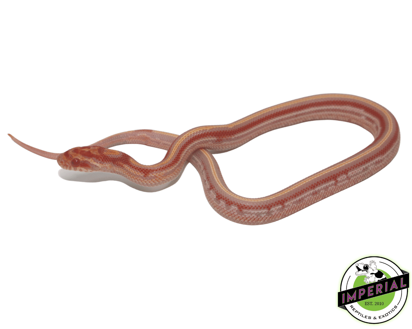 Extreme Reverse Okeetee Tessera Corn Snake