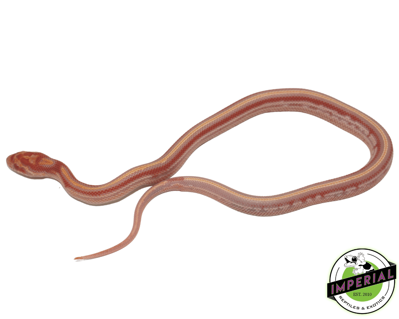 Extreme Reverse Okeetee Tessera Corn Snake - Image 2