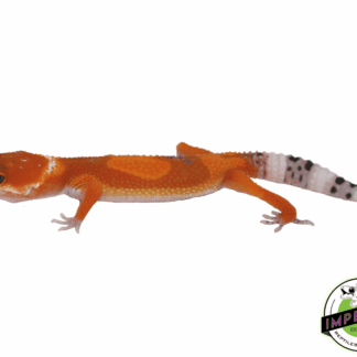 Extreme Tangerine Leopard Gecko Baby