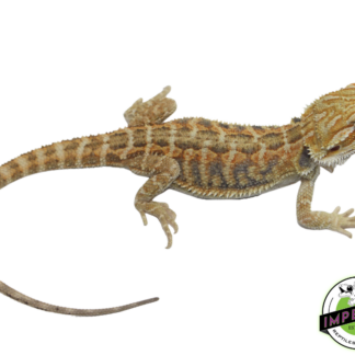 Citrus Tiger Bearded Dragon