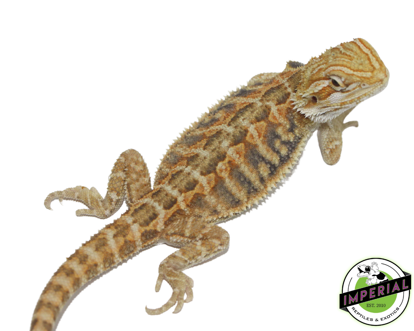 Citrus Tiger Bearded Dragon - Image 2