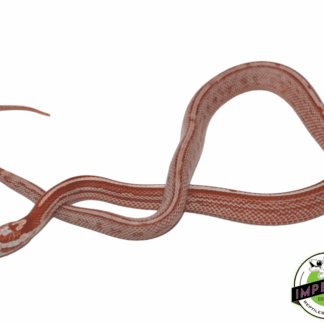 Faded Tessera Corn Snake