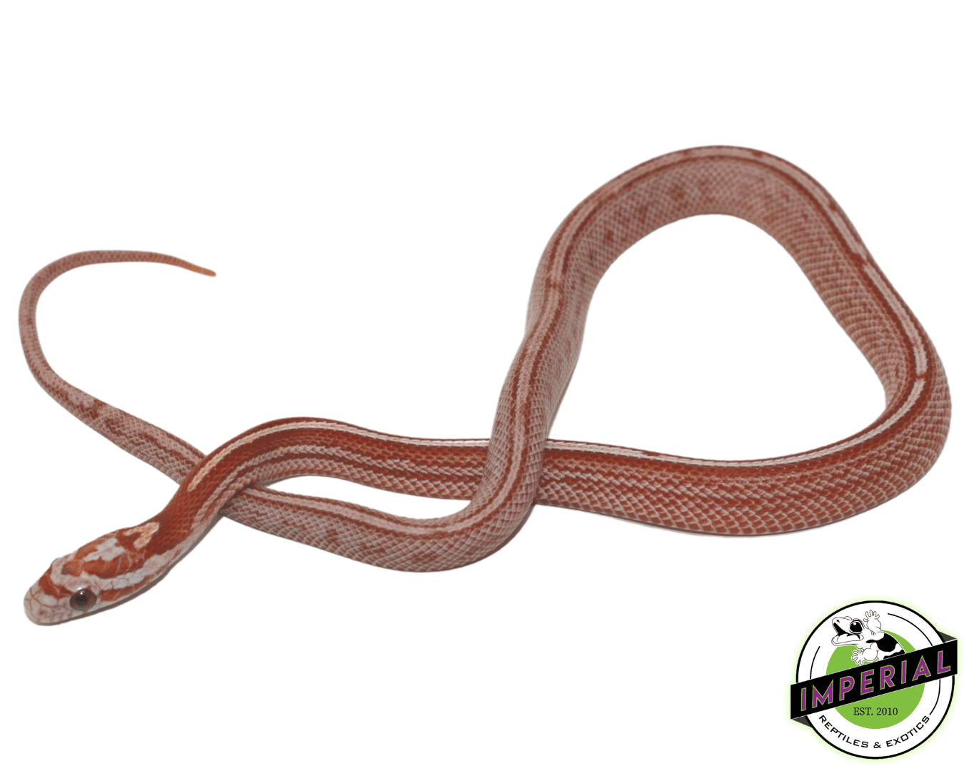 Faded Tessera Corn Snake