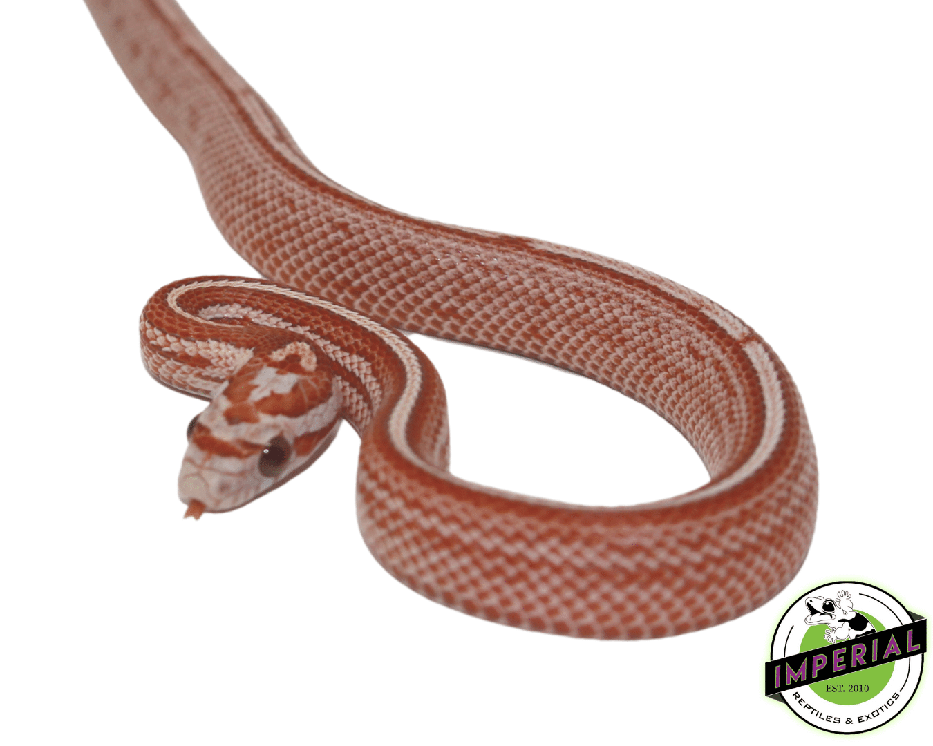 Faded Tessera Corn Snake - Image 2