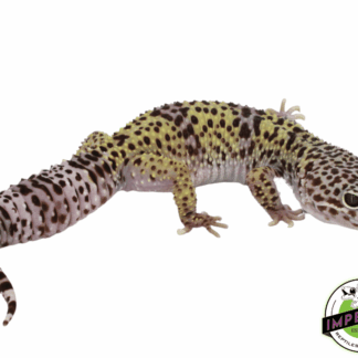 Pure Fasciolatus Leopard Gecko Adult