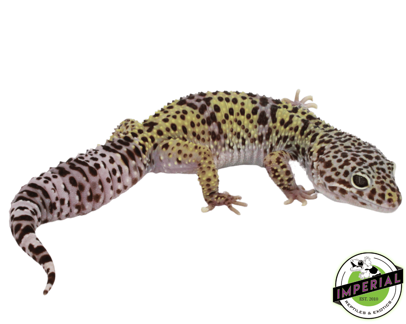 Pure Fasciolatus Leopard Gecko Adult