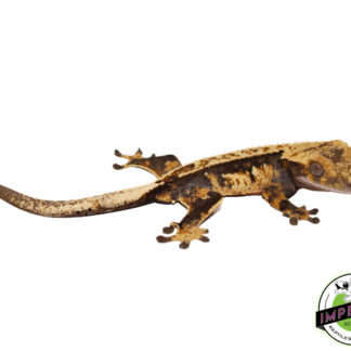 Extreme Harlequin Pinstripe Crested Gecko Sub Adult Female (#4523-04)