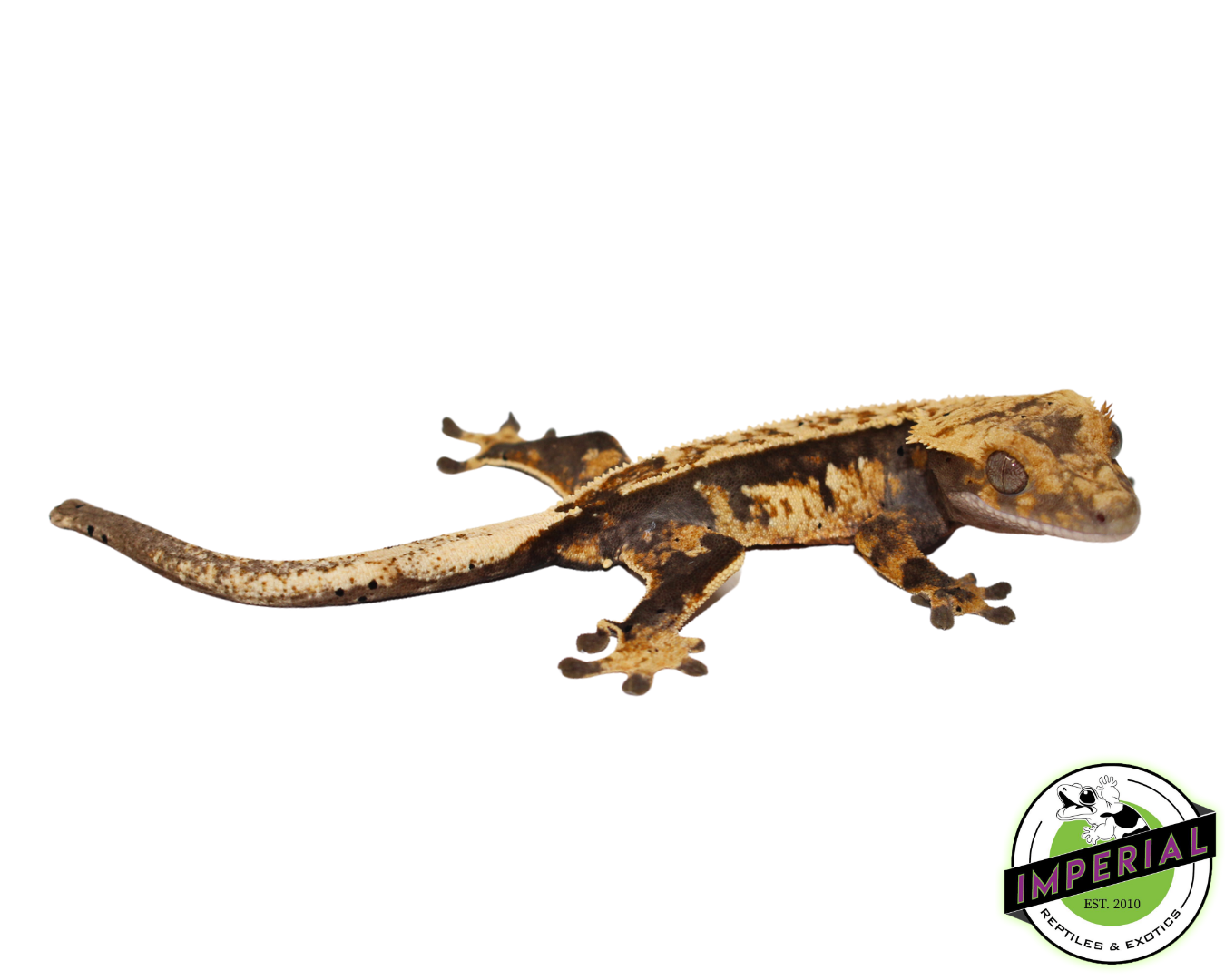 Extreme Harlequin Pinstripe Crested Gecko Sub Adult Female (#4523-04)