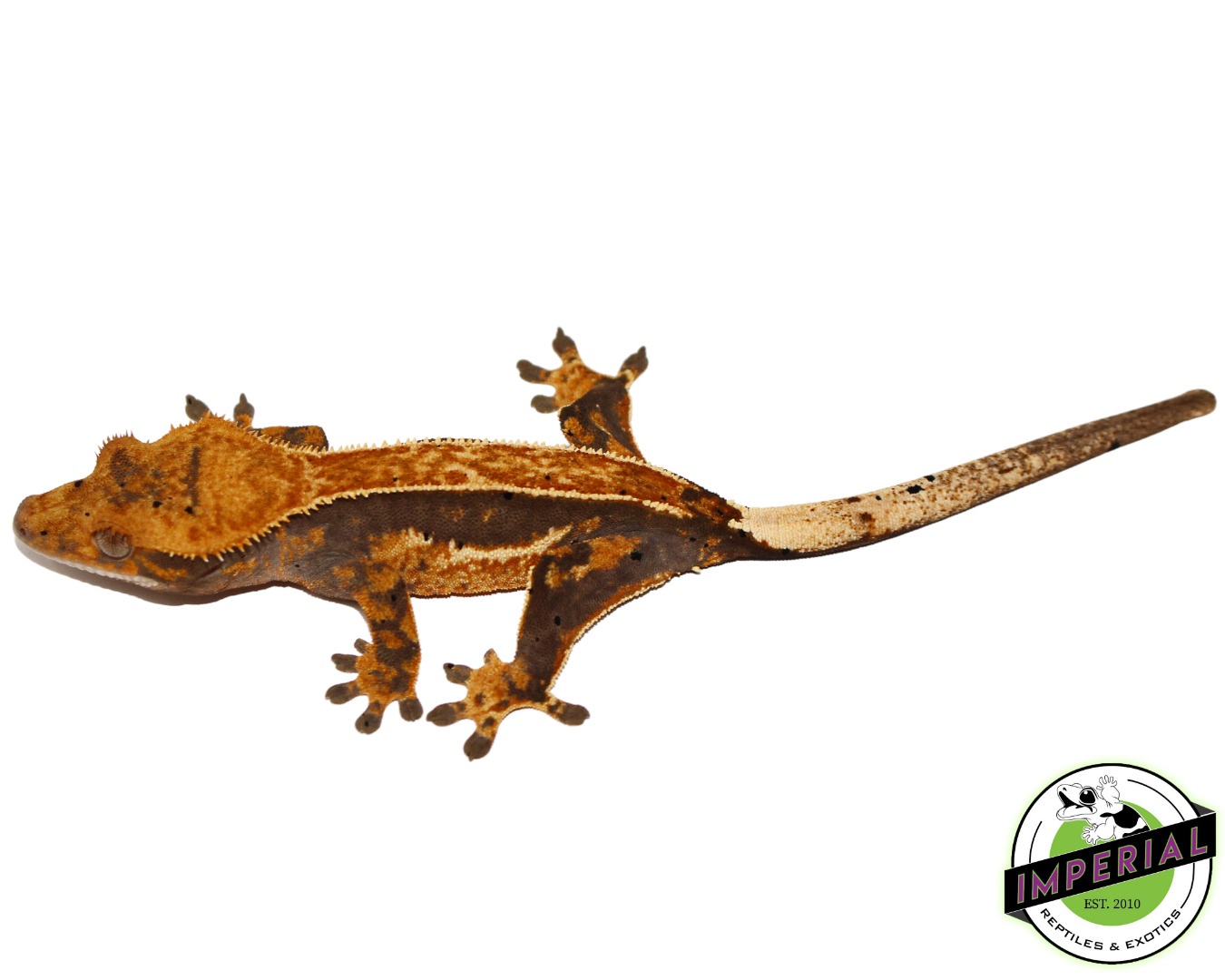Quad Stripe Crested Gecko Sub Adult Female (#4523-05) - Image 2