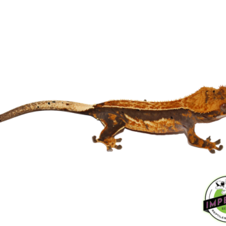 Quad Stripe Crested Gecko Sub Adult Female (#4523-05)