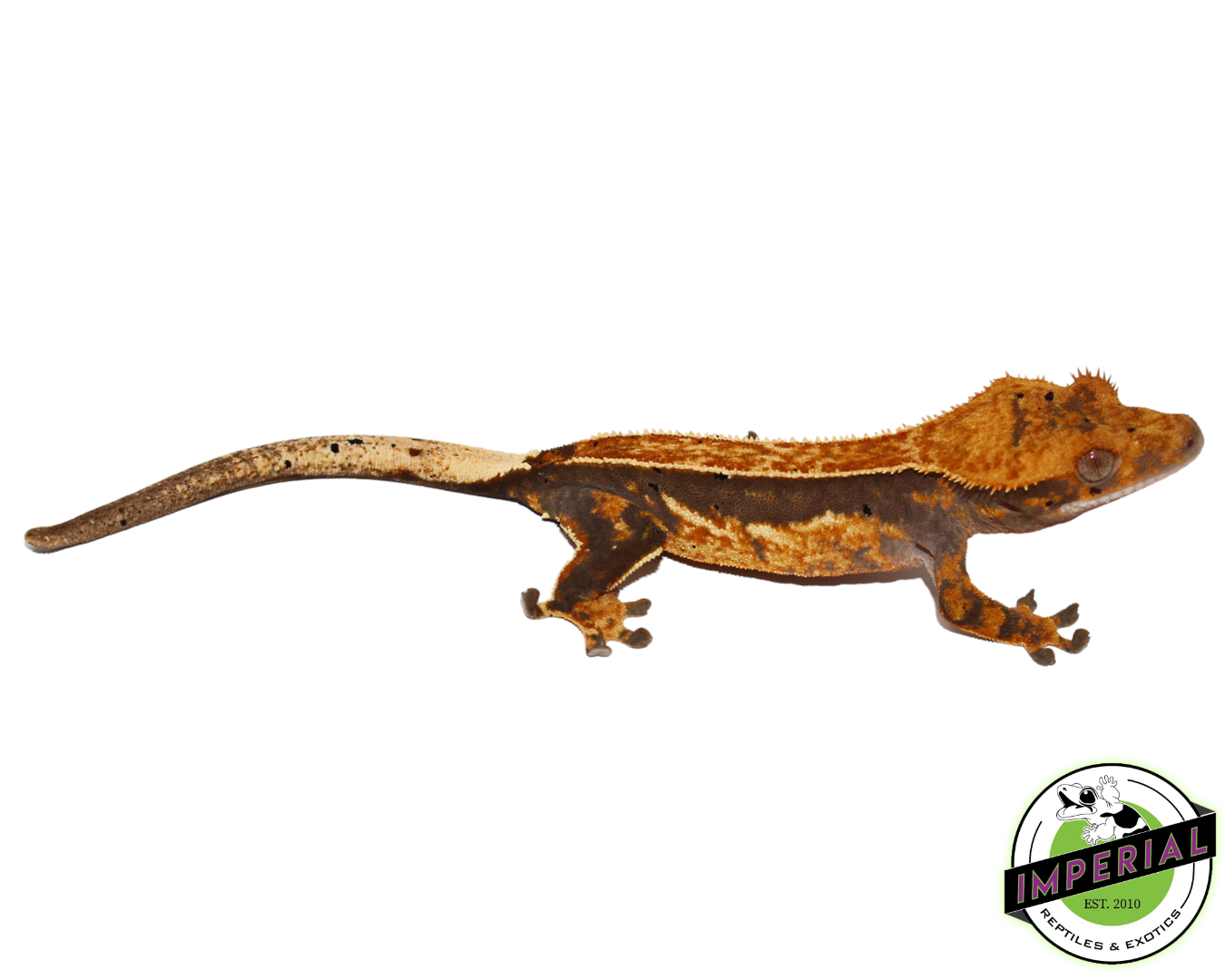 Quad Stripe Crested Gecko Sub Adult Female (#4523-05)