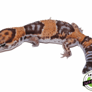 Tangerine African Fat Tail Gecko Adult