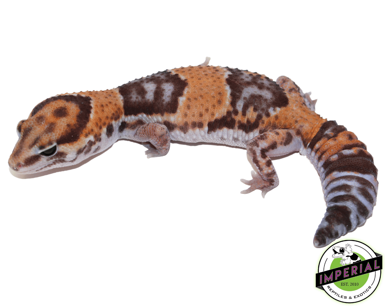 Tangerine African Fat Tail Gecko Adult