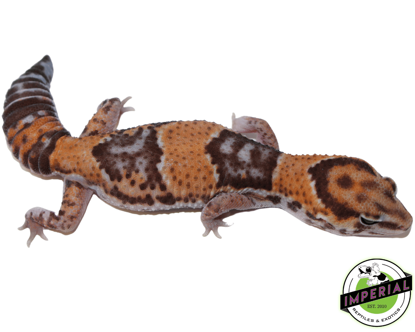 Tangerine African Fat Tail Gecko Adult - Image 2