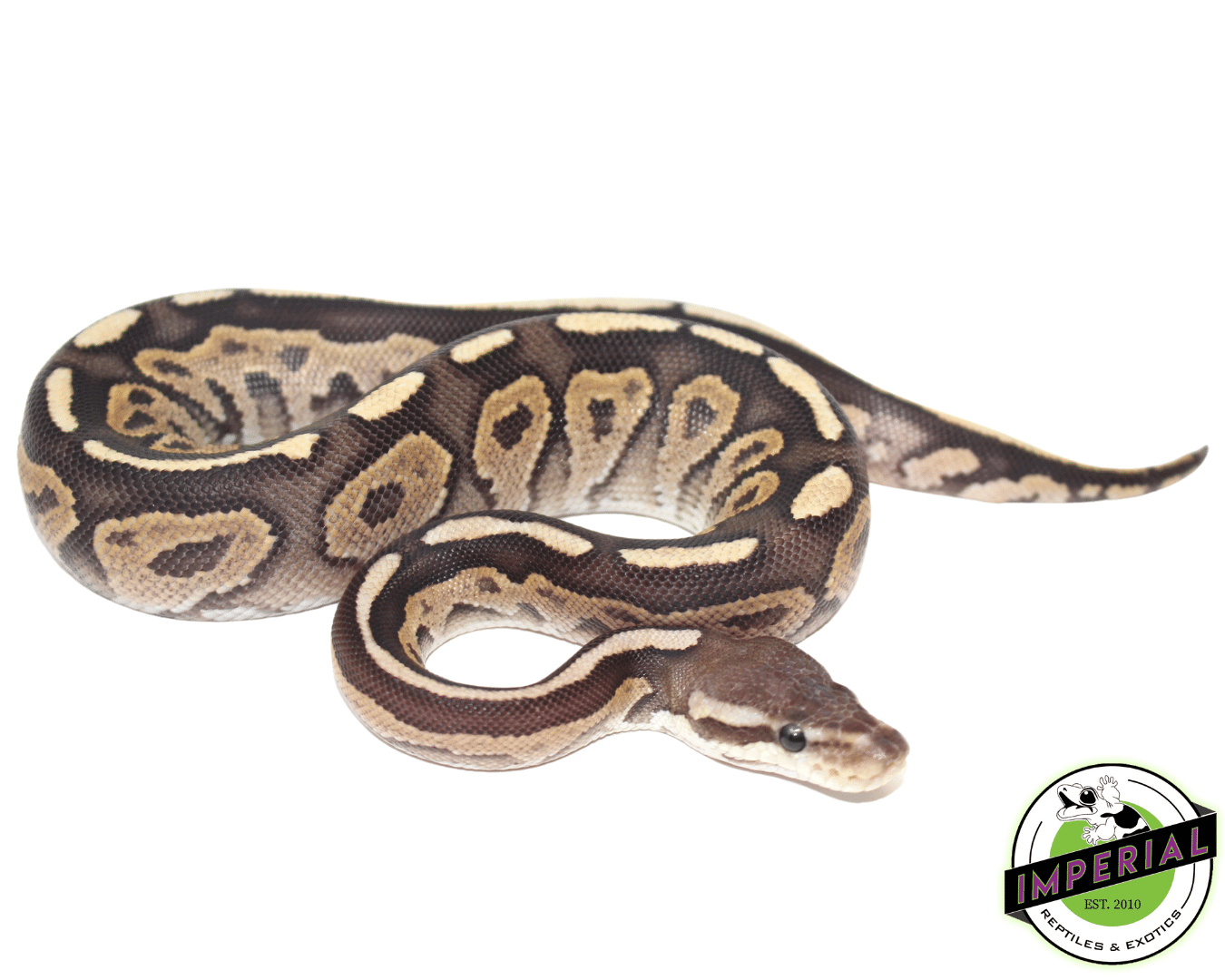 Fire Cinnamon Ball Python Male - Image 2