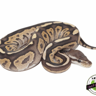 Fire Cinnamon Ball Python Male