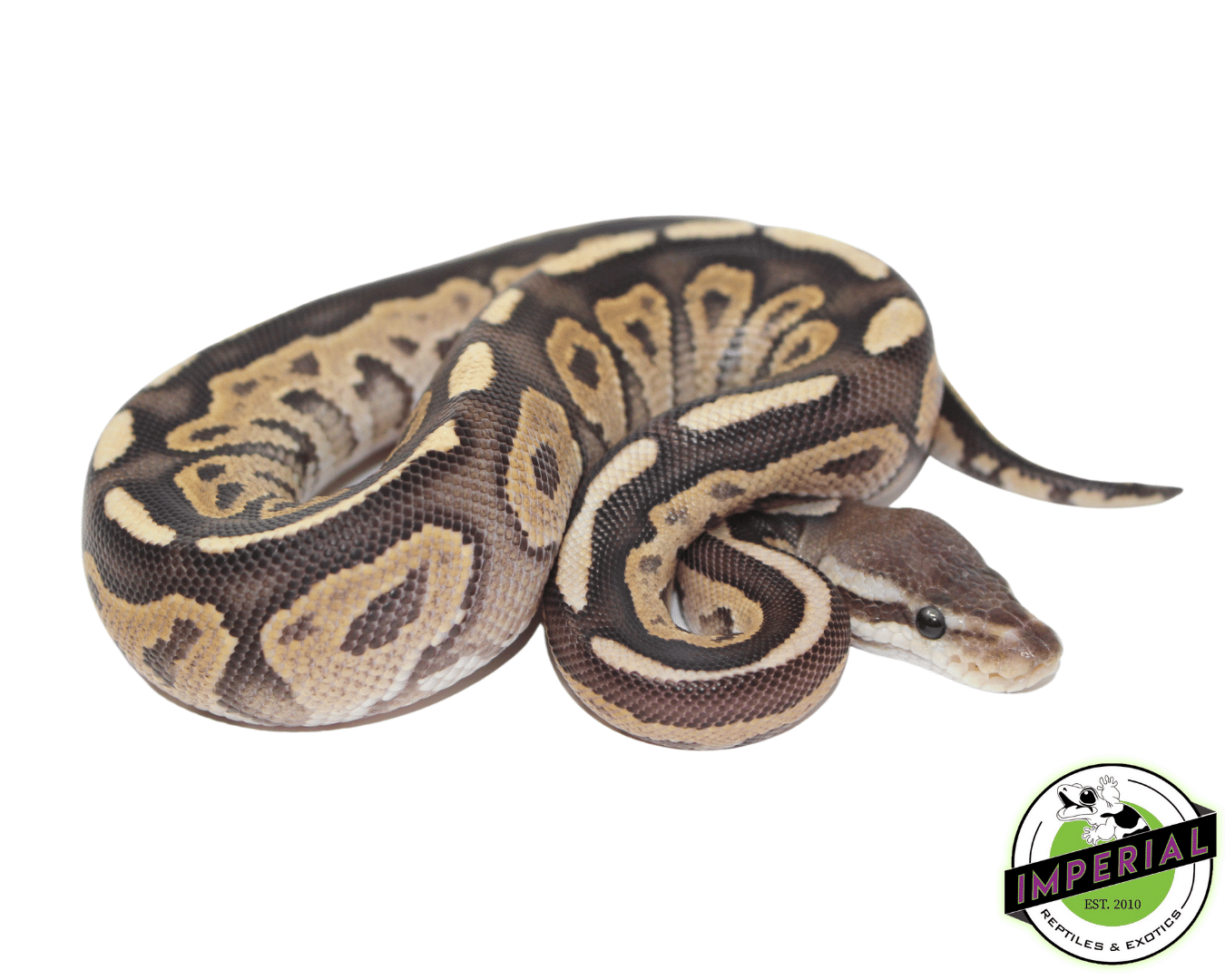 Fire Cinnamon Ball Python Male