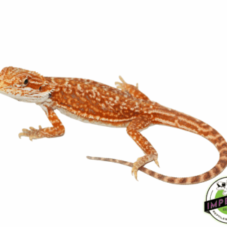 Hypo Hi-Pink Genetic Stripe Bearded Dragon