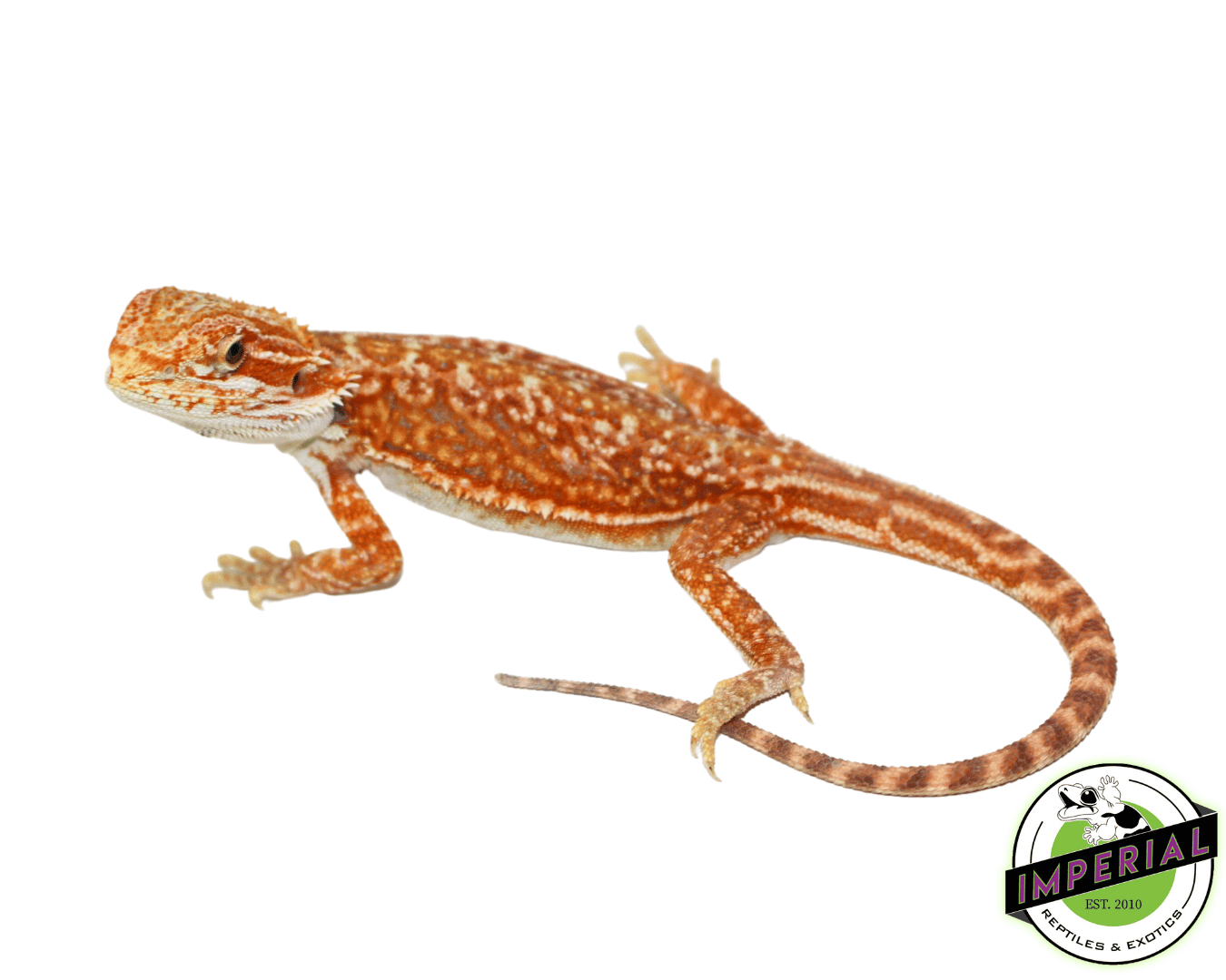 Hypo Hi-Pink Genetic Stripe Bearded Dragon