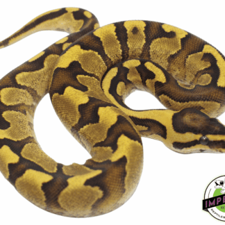 Enchi Fire Yellowbelly Ball Python