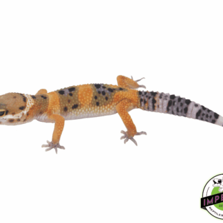 Firefox Clown Leopard Gecko