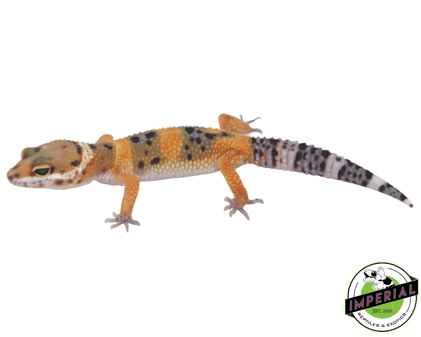 Firefox Clown Leopard Gecko