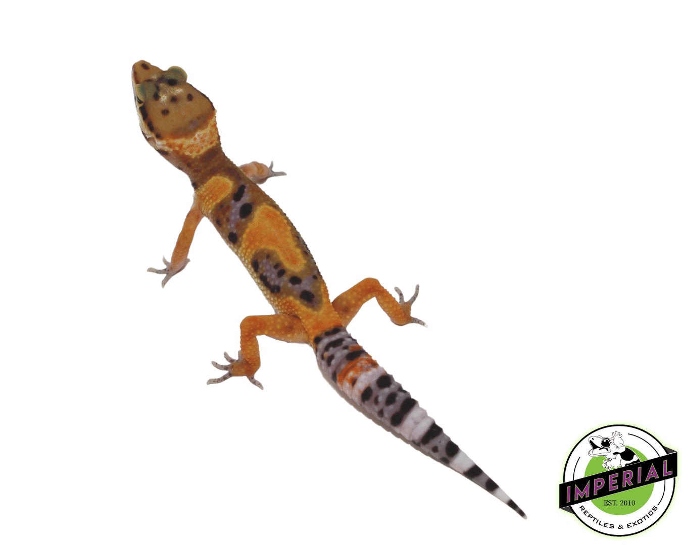 Firefox Clown Leopard Gecko - Image 2