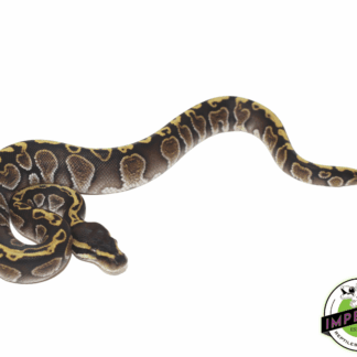 GHI Fire Ball Python Baby
