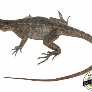 Madagascar Blue Iguana (Oplurus quadrimaculatus)