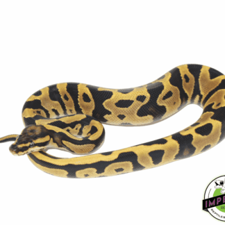 Leopard Fire Ball Python Baby