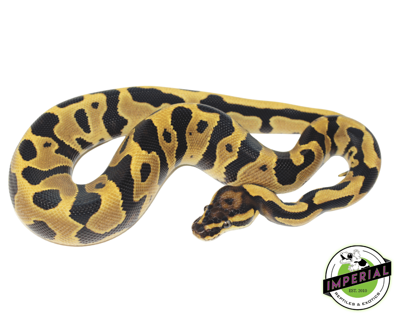Leopard Fire Ball Python Baby - Image 2