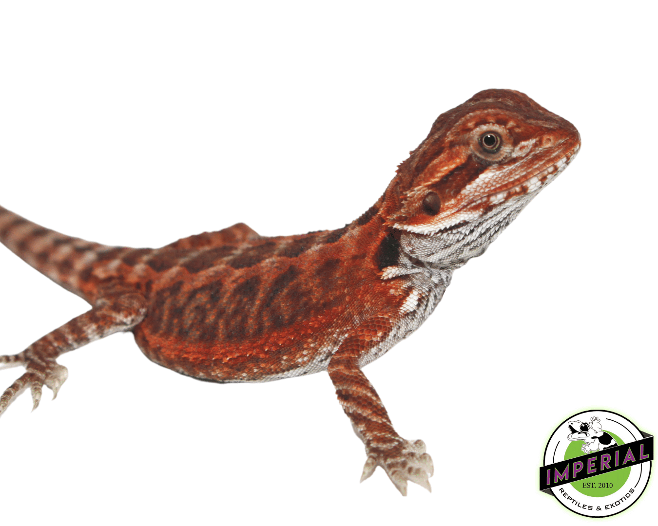 Fire Red Leatherback Bearded Dragon Baby - Image 3